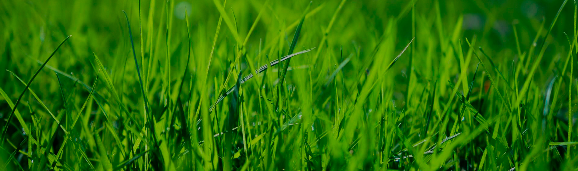 Conoce nuestra línea de productos<br>junto a los distintos servicios que tenemos para ti